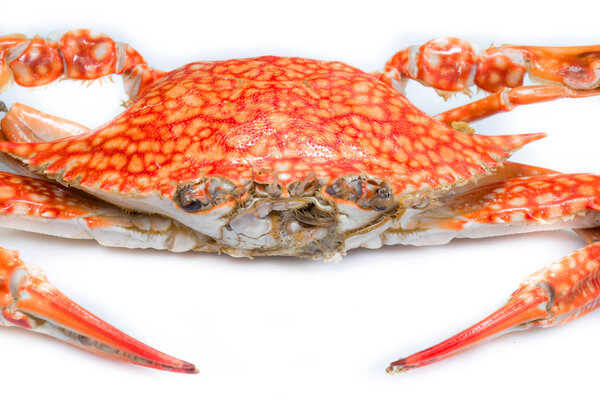 Steamed blue crab on white