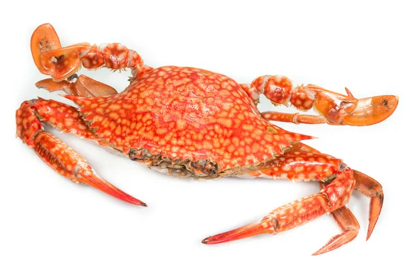 Gedämpfte blaue Krabbe auf weiß — Stockfoto