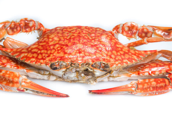 Steamed blue crab on white