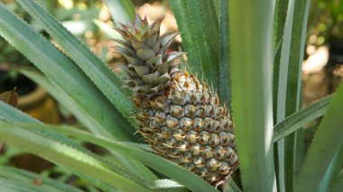 Ananas lastik bahçe bitki alanında