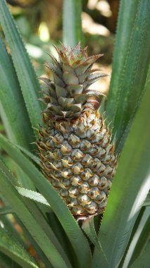 Ananas lastik bahçe bitki alanında