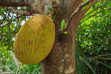 Jack meyve ağacı üzerinde