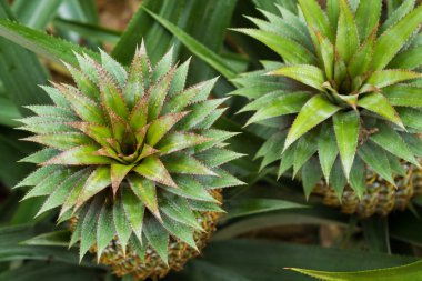 Ananas lastik bahçe bitki alanında