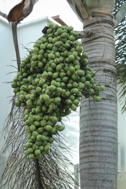 Bunch of Green and ripe tropical Betel Nut or Areca palm Catechu hanging on tree clipart