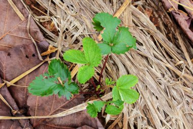 Bahçede organik çilekler