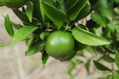 taze yeşil portakal ağacı üzerinde