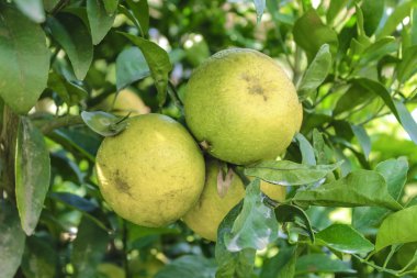 taze yeşil portakal ağacı üzerinde