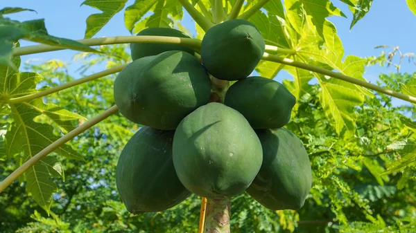 Frutta di papaia sull'albero — Foto Stock