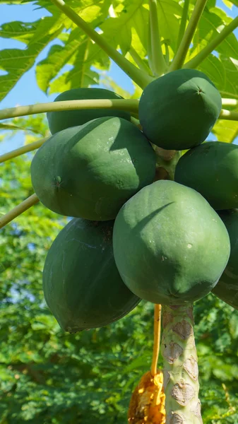 Papaya fruit op de boom — Stockfoto