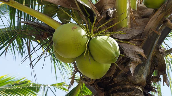 Kokosnoot fruit op de boom — Stockfoto