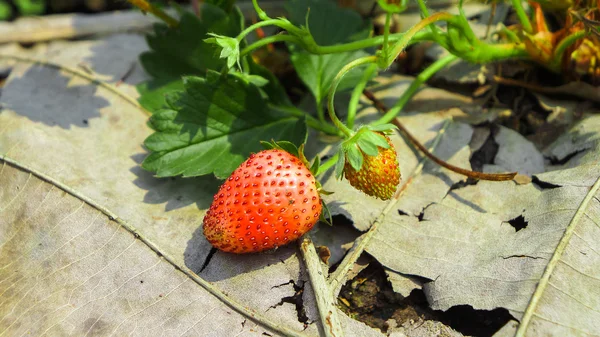 Erdbeeren im Garten — Stockfoto