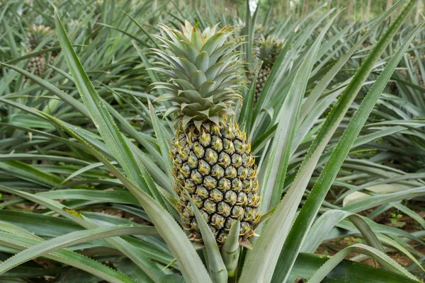 Ananas lastik bahçe bitki alanında