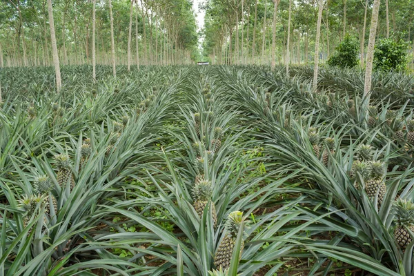 Ananas lastik bahçe bitki alanında