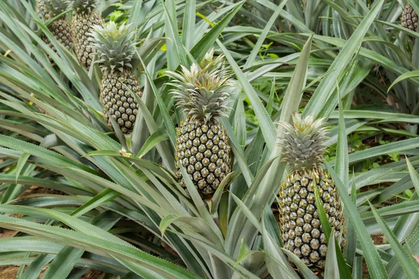 在橡胶园里的菠萝植物领域 — 图库照片