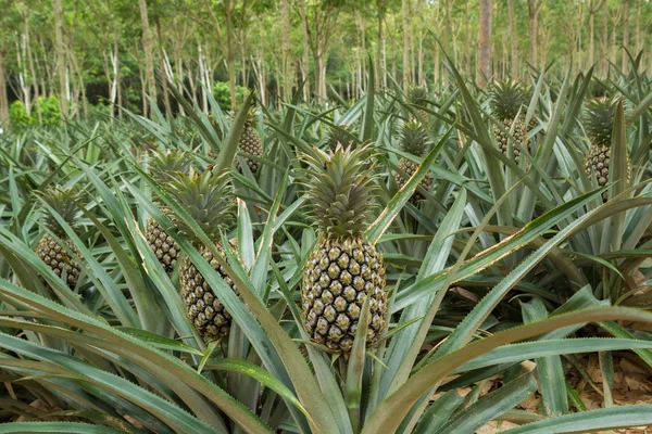 Ananas plant veld in rubber tuin — Stockfoto