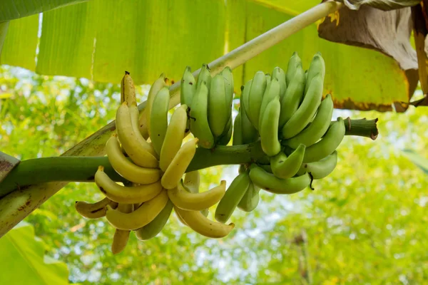 바나나 다발이 달린 바나나 나무 — 스톡 사진