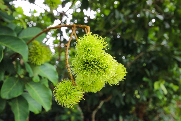 Πράσινο rambutan στο δέντρο — Φωτογραφία Αρχείου