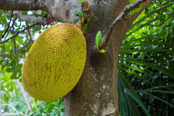 Jackfruit op de boom — Stockfoto