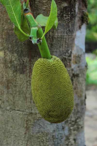 Jackfruit op de boom — Stockfoto