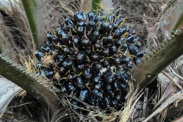 Palmolie op boom — Stockfoto