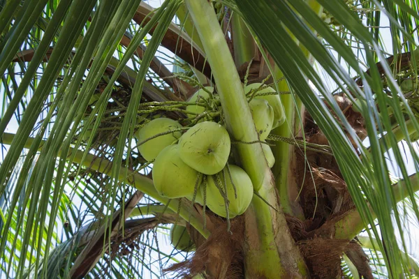 달콤한 코코넛 나무, 태국 — 스톡 사진
