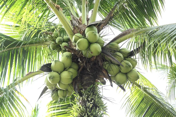 Ближе скопление кокосовых орехов на дереве — стоковое фото