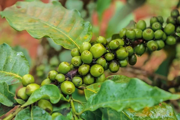 Chicchi di caffè su albero in fattoria — Foto Stock