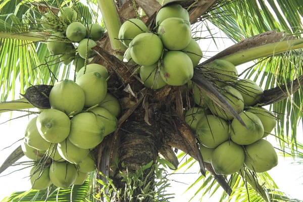 Ближе скопление кокосовых орехов на дереве — стоковое фото