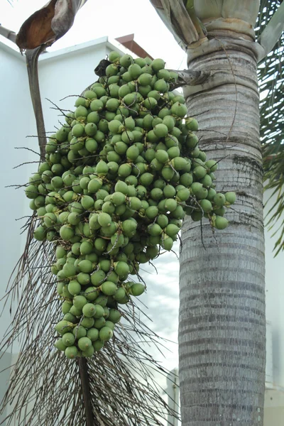 녹색 고 익은 열 대 구장 너트 또는 Areca 무리 팜 나무에 매달려 Catechu — 스톡 사진