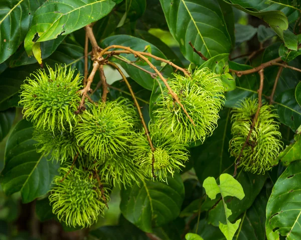 Groene rambutan op de boom — Stockfoto