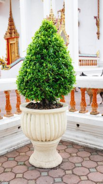 Yeşil ağaç tapınakta dekore edilmiştir.