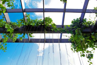 Sarmaşık uzun kökleri vardır