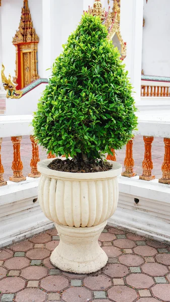 Árbol verde decorado en el templo —  Fotos de Stock