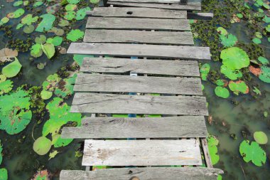 lotus gölet ahşap köprü