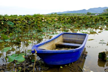 Pembe lotus gölet mavi tekne ile tam Bloom