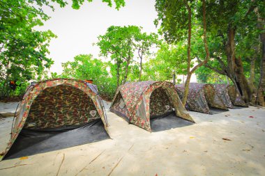 Çam ormanının altında kamp ve çadır.