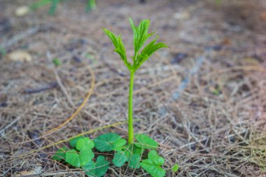 tohumdan büyüyen yeşil Filiz