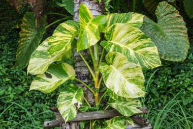 Şeytan'ın Ivy süslenen Hindistan cevizi ağacı üzerinde