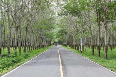 Plantation lastik. Kauçuk ağaçları