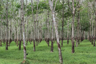 Plantation lastik. Kauçuk ağaçları