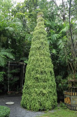 Noel ağacı süslemeleri Bahçe