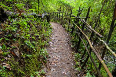 Orman, Tayland ile yürüyüş iz
