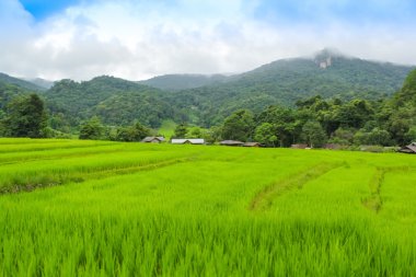 Pirinç alan Chiang Mai, Tayland