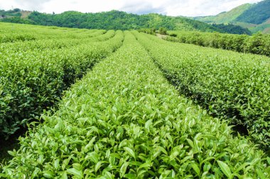 Çay tarlaları, Chiang Mai, Tayland