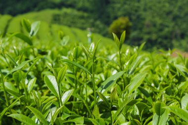 Çay tarlaları, Chiang Mai, Tayland