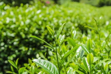 Çay tarlaları, Chiang Mai, Tayland