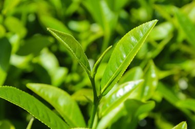 Çay tarlaları, Chiang Mai, Tayland