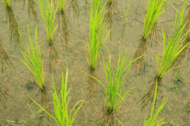 Pirinç alan kırsal Tayland