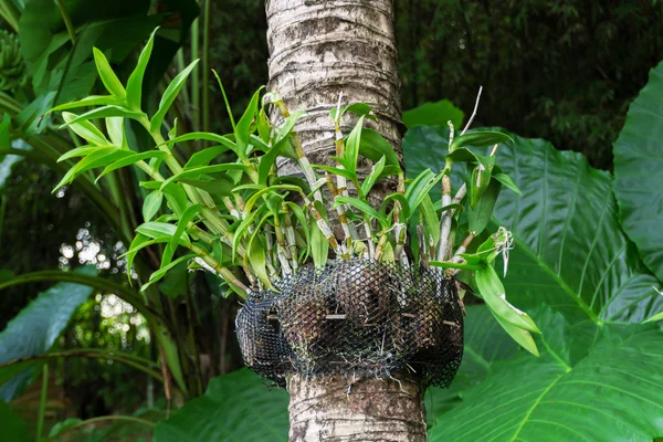 ココナッツの木に野生の蘭の植物 — ストック写真