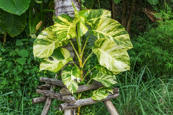 ココナッツの木に飾られた悪魔のアイビー — ストック写真
